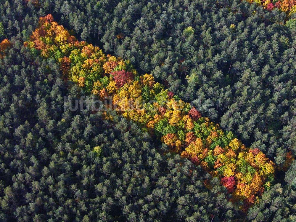 Hirschal ( Bayern ) von oben - Blick auf ein Waldstück mit Herbstbelaubung bei Hirschal in Bayern