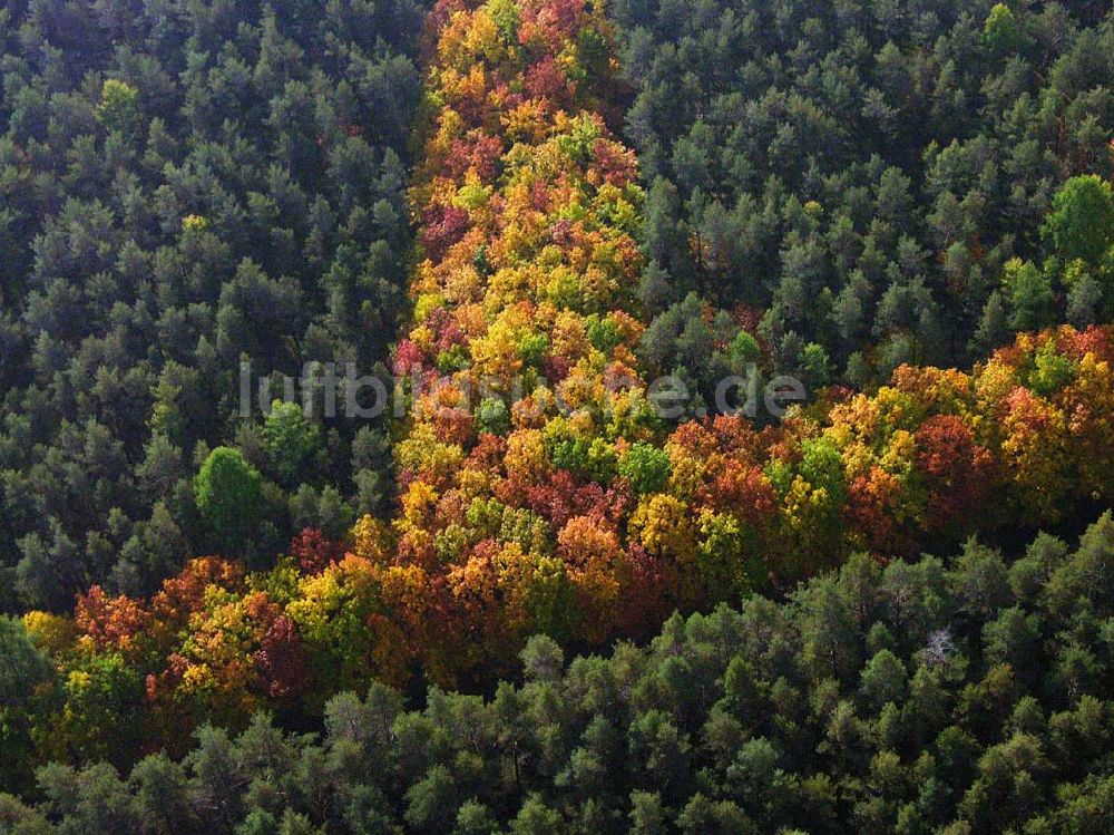 Hirschal ( Bayern ) aus der Vogelperspektive: Blick auf ein Waldstück mit Herbstbelaubung bei Hirschal in Bayern