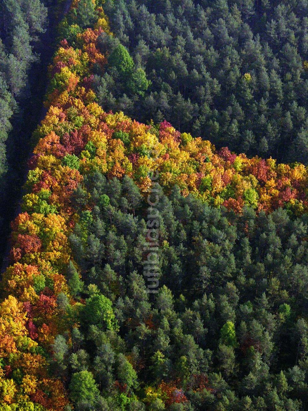 Luftbild Hirschal ( Bayern ) - Blick auf ein Waldstück mit Herbstbelaubung bei Hirschal in Bayern