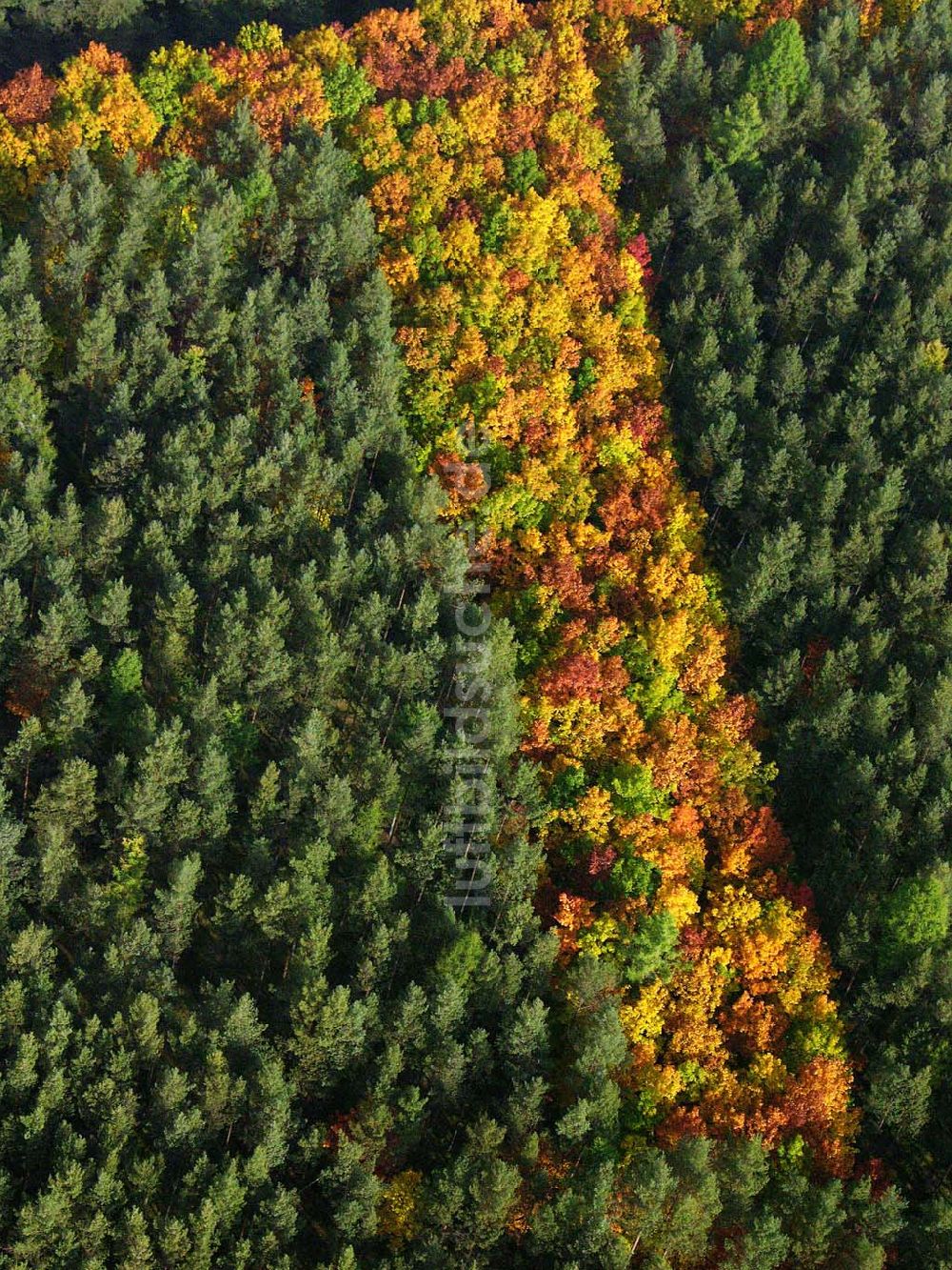 Luftaufnahme Hirschal ( Bayern ) - Blick auf ein Waldstück mit Herbstbelaubung bei Hirschal in Bayern