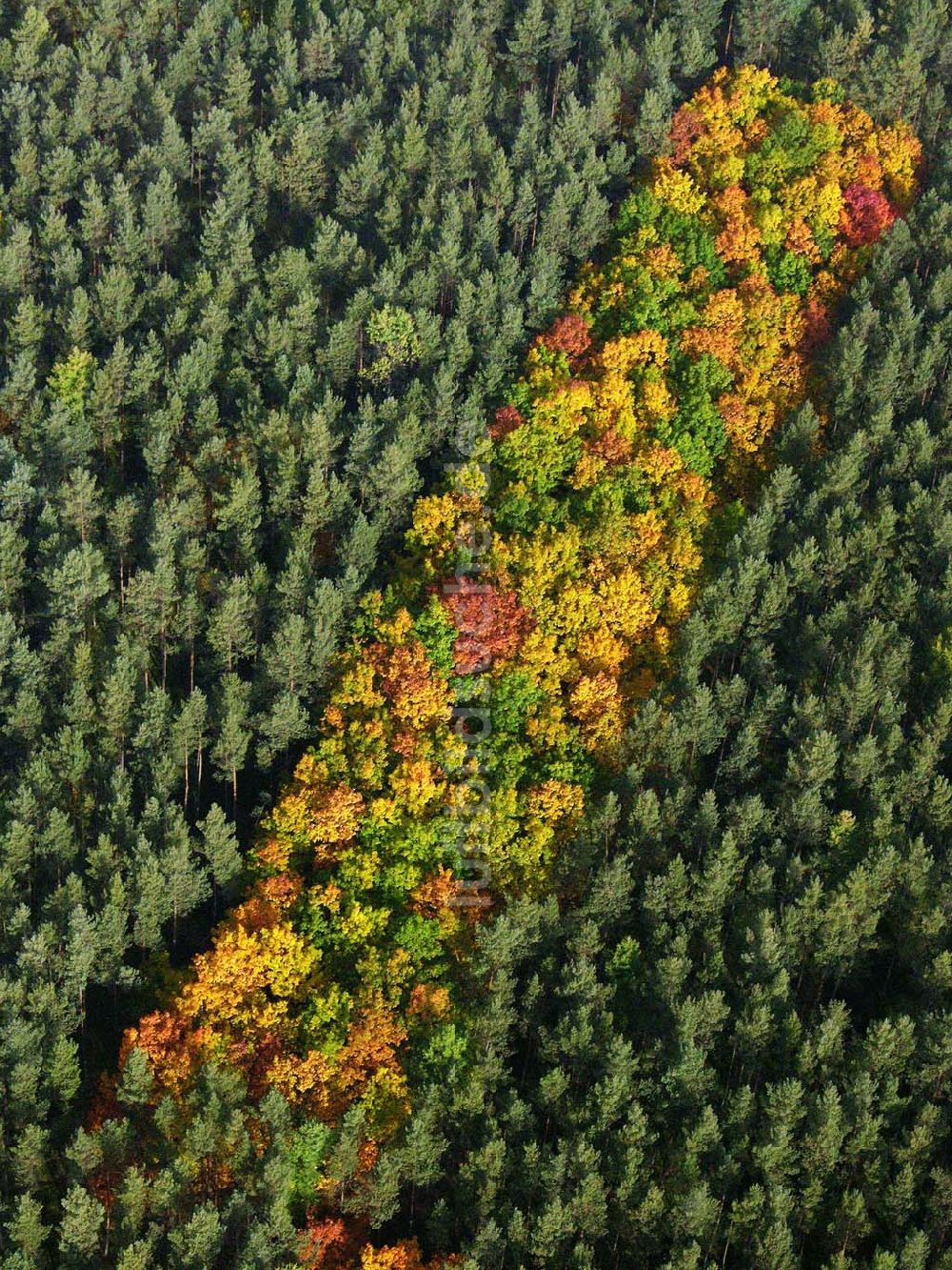 Hirschal ( Bayern ) von oben - Blick auf ein Waldstück mit Herbstbelaubung bei Hirschal in Bayern