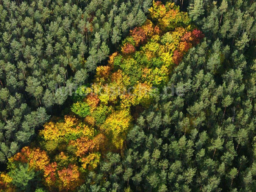 Hirschal ( Bayern ) aus der Vogelperspektive: Blick auf ein Waldstück mit Herbstbelaubung bei Hirschal in Bayern