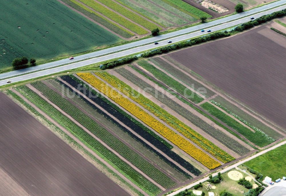 Erfurt von oben - Blumenfelder in Erfurt im Bundesland Thüringen