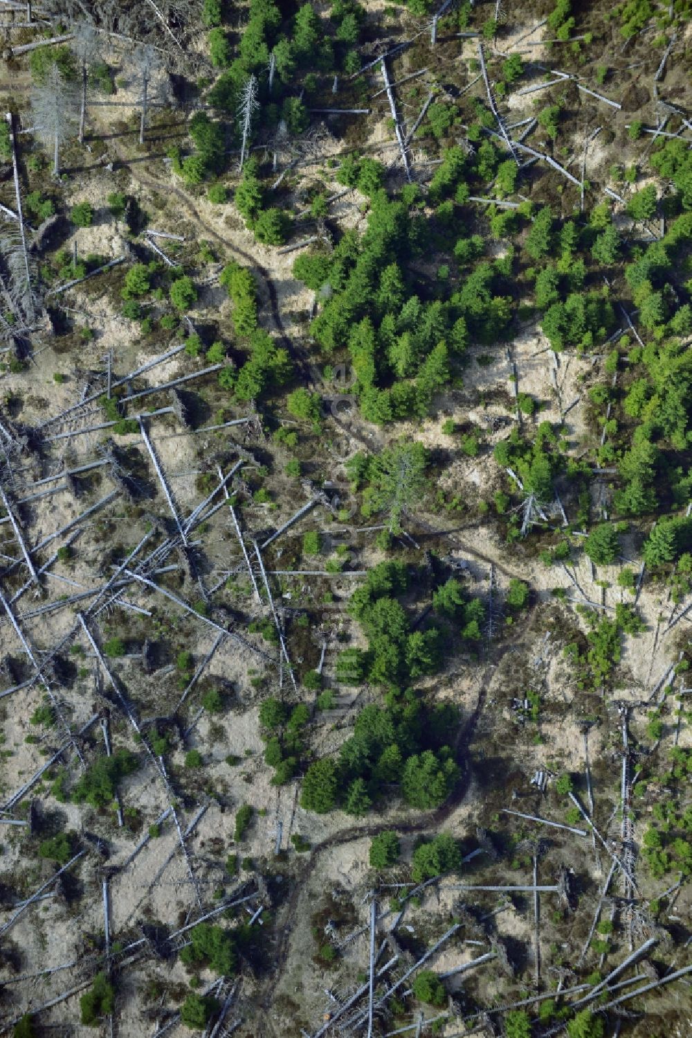 Luftaufnahme Ilsenburg - Bodenerosion und Entwurzelung von Bäumen durch Sturmschaden und starken Wind im Gebirgsland bei Ilsenburg in Sachsen-Anhalt