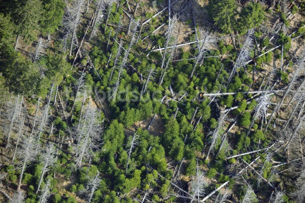 Ilsenburg aus der Vogelperspektive: Bodenerosion und Entwurzelung von Bäumen durch Sturmschaden und starken Wind im Gebirgsland bei Ilsenburg in Sachsen-Anhalt