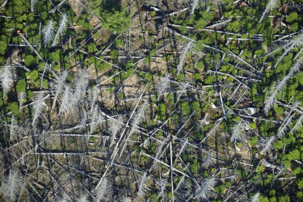 Luftbild Ilsenburg - Bodenerosion und Entwurzelung von Bäumen durch Sturmschaden und starken Wind im Gebirgsland bei Ilsenburg in Sachsen-Anhalt