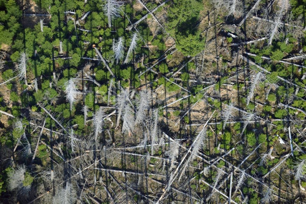 Luftaufnahme Ilsenburg - Bodenerosion und Entwurzelung von Bäumen durch Sturmschaden und starken Wind im Gebirgsland bei Ilsenburg in Sachsen-Anhalt