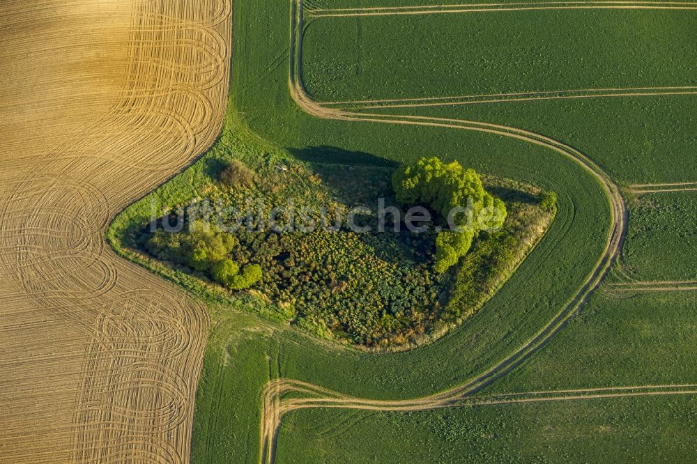 Mühl Rosin von oben - Büsche in Mühl Rosin im Bundesland Mecklenburg-Vorpommern