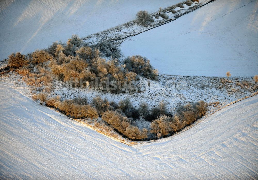 Dreileben von oben - Bäume auf einem verschneiten Feld bei Dreileben in Sachsen-Anhalt