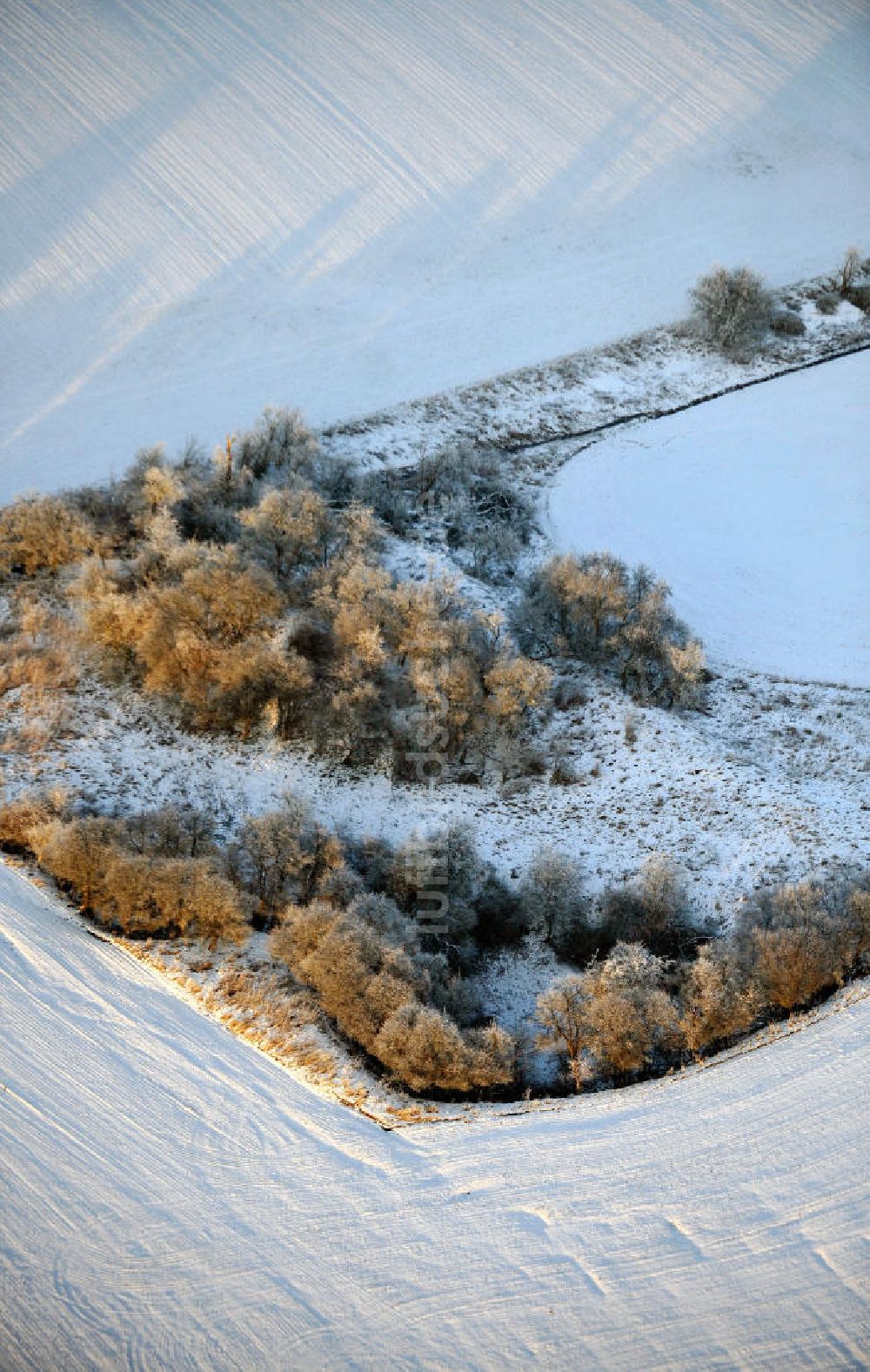 Dreileben aus der Vogelperspektive: Bäume auf einem verschneiten Feld bei Dreileben in Sachsen-Anhalt