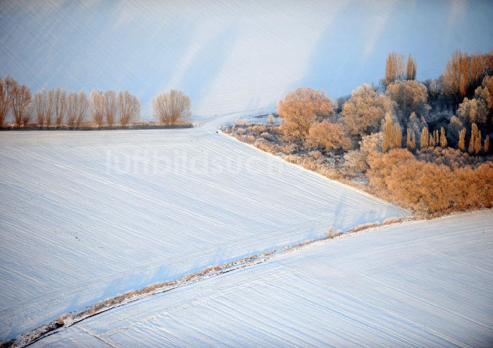 Luftbild Dreileben - Bäume auf einem verschneiten Feld bei Dreileben in Sachsen-Anhalt