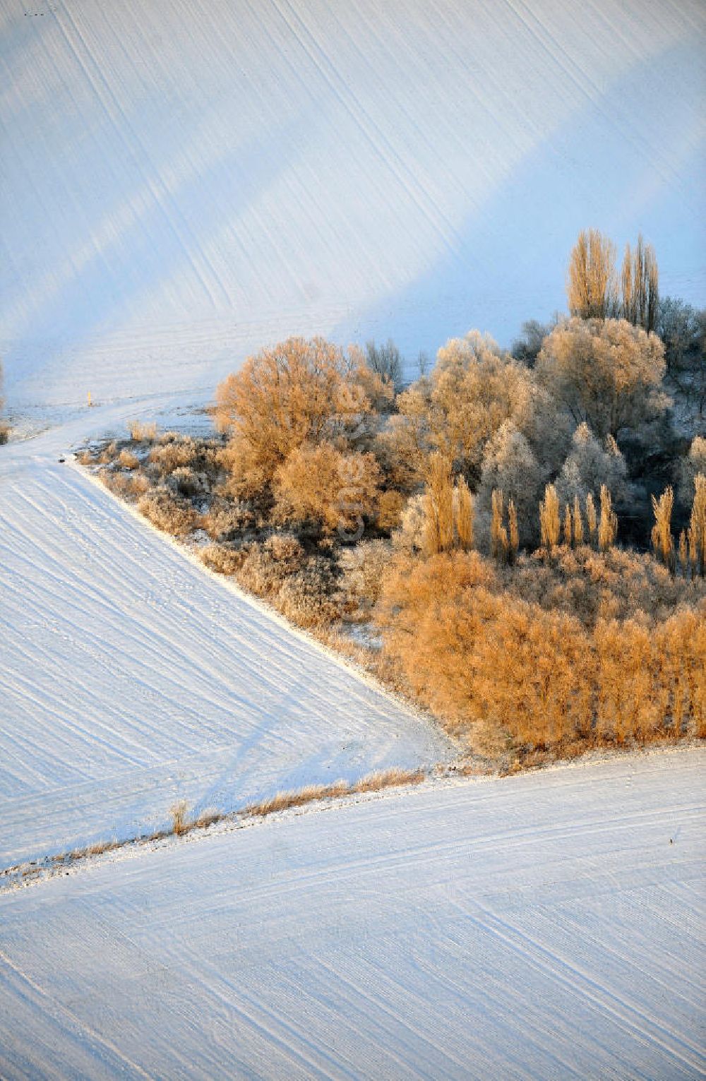 Luftaufnahme Dreileben - Bäume auf einem verschneiten Feld bei Dreileben in Sachsen-Anhalt