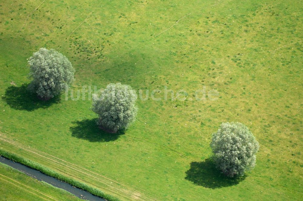 Wittenberge von oben - Bäume an der Karthane in Brandenburg