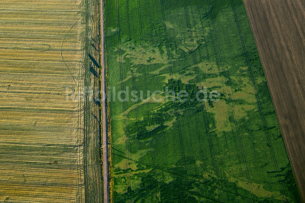 Luftbild Ostrau - Bäume mit Schattenbildung durch Lichteinstrahlung auf einem Feld in Ostrau im Bundesland Sachsen-Anhalt, Deutschland