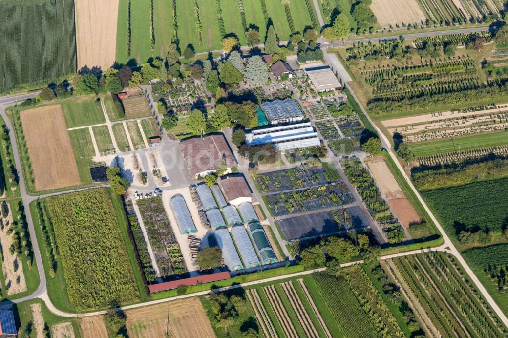 Steißlingen von oben - Bunte Beet- Reihen auf einem Feld zur Blumenzucht der Ammann Gartenkultur GmbH in Steißlingen im Bundesland Baden-Württemberg, Deutschland