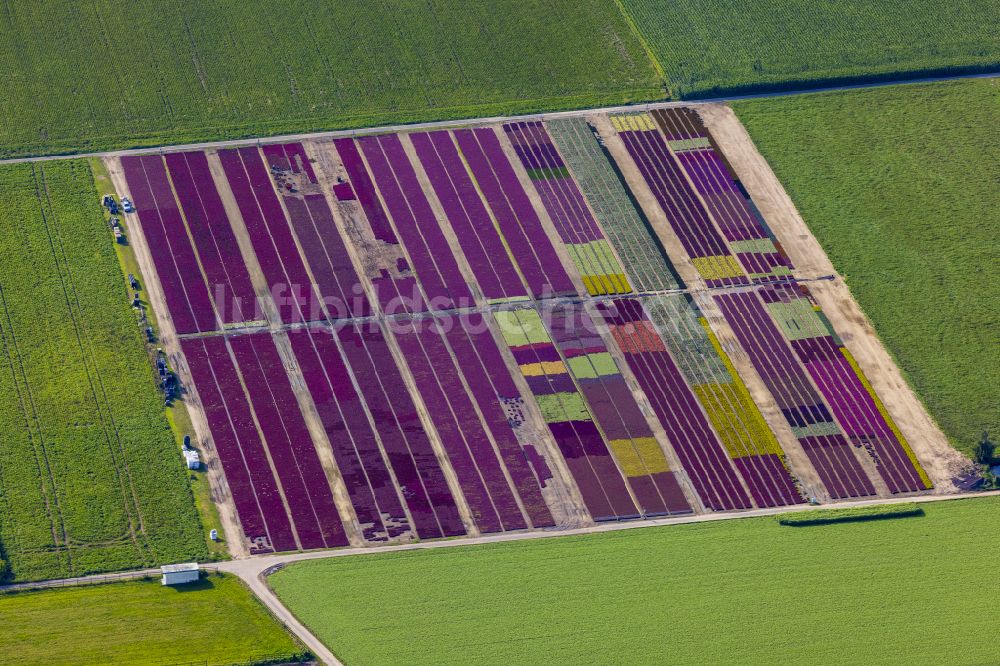 Luftaufnahme Lüttelbracht - Bunte Beet- Reihen auf einem Feld zur Blumenzucht Gartenbaubetrieb Platzer GbR in Lüttelbracht im Bundesland Nordrhein-Westfalen, Deutschland