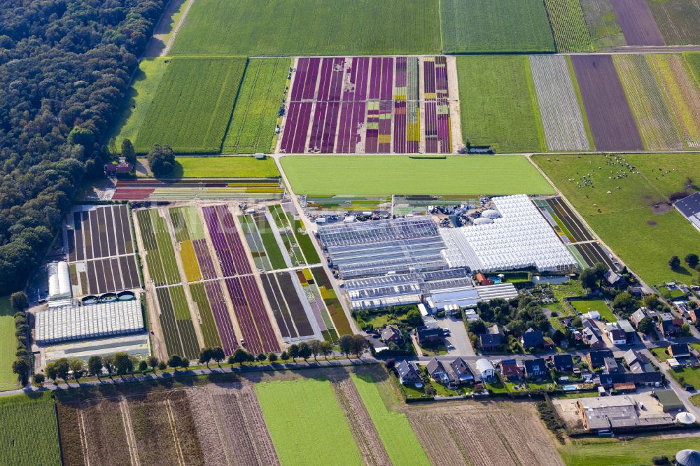 Lüttelbracht von oben - Bunte Beet- Reihen auf einem Feld zur Blumenzucht Gartenbaubetrieb Platzer GbR in Lüttelbracht im Bundesland Nordrhein-Westfalen, Deutschland