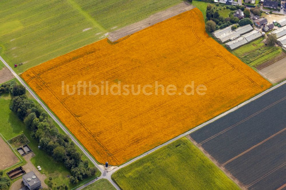 Luftbild Nettetal - Bunte Beet- Reihen auf einem Feld zur Blumenzucht in Nettetal im Bundesland Nordrhein-Westfalen, Deutschland