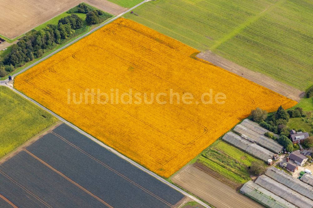 Luftaufnahme Nettetal - Bunte Beet- Reihen auf einem Feld zur Blumenzucht in Nettetal im Bundesland Nordrhein-Westfalen, Deutschland