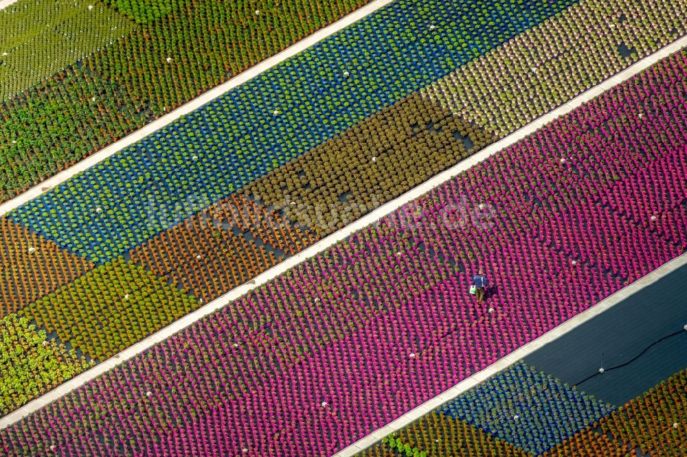 Luftaufnahme Nordkirchen - Bunte Beet- Reihen auf einem Feld zur Blumenzucht an der Neuen Nordkirchener Straße in Nordkirchen im Bundesland Nordrhein-Westfalen