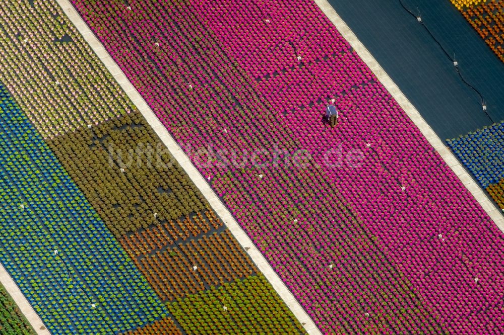 Luftaufnahme Nordkirchen - Bunte Beet- Reihen auf einem Feld zur Blumenzucht an der Neuen Nordkirchener Straße in Nordkirchen im Bundesland Nordrhein-Westfalen