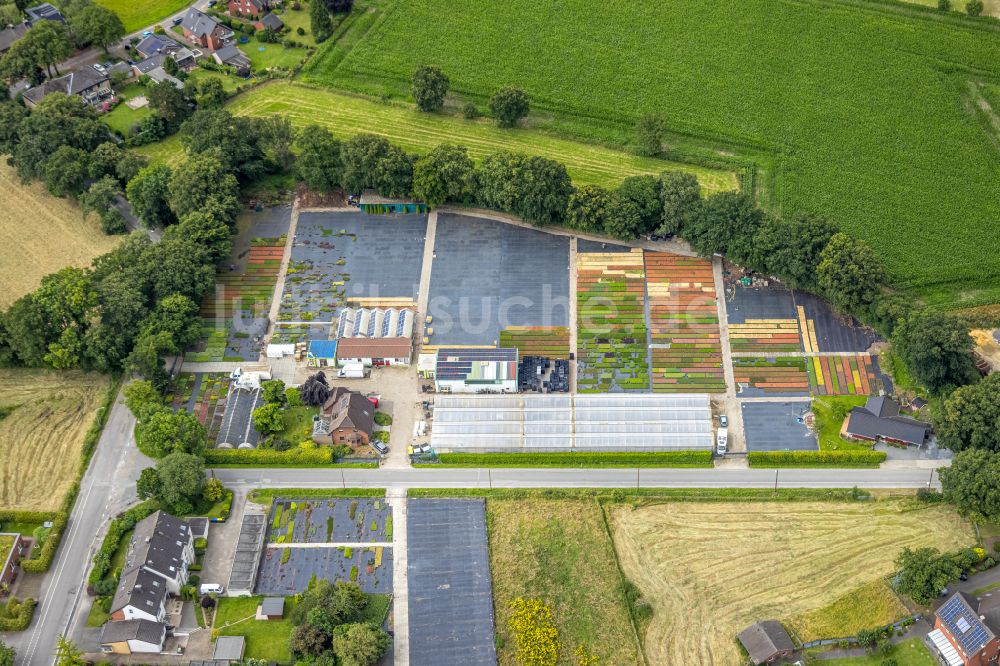 Bottrop von oben - Bunte Beet- Reihen auf einem Feld zur Blumenzucht Stauden Köester in Bottrop im Bundesland Nordrhein-Westfalen, Deutschland