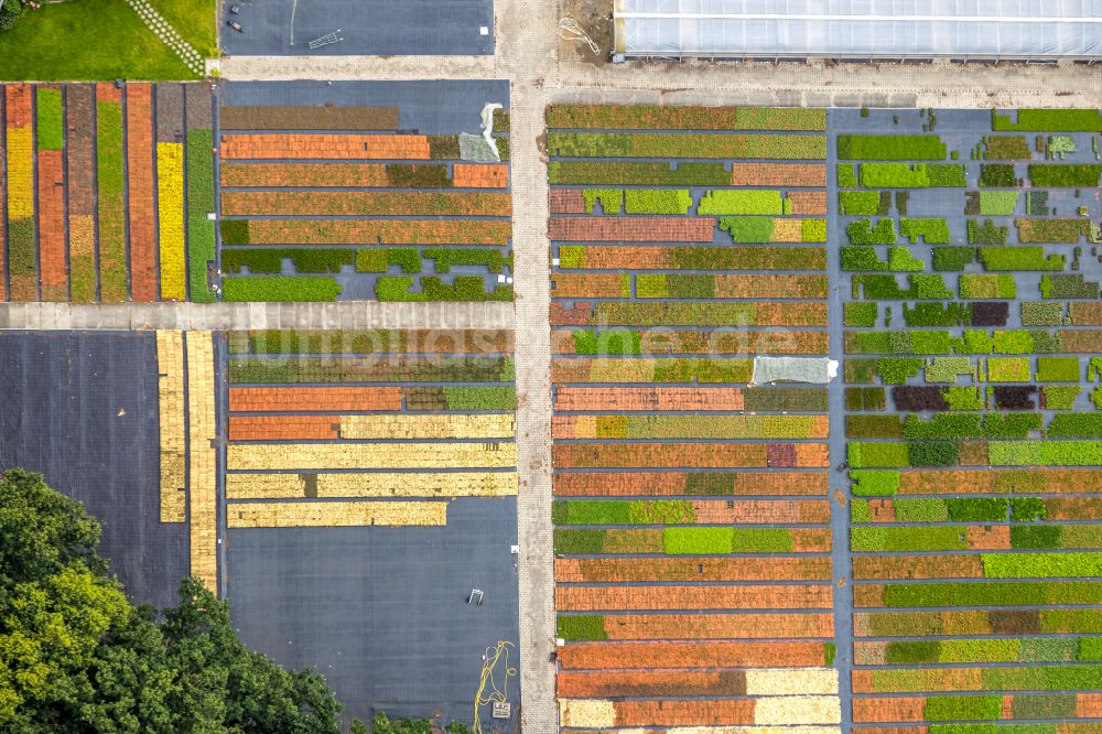 Bottrop aus der Vogelperspektive: Bunte Beet- Reihen auf einem Feld zur Blumenzucht Stauden Köester in Bottrop im Bundesland Nordrhein-Westfalen, Deutschland