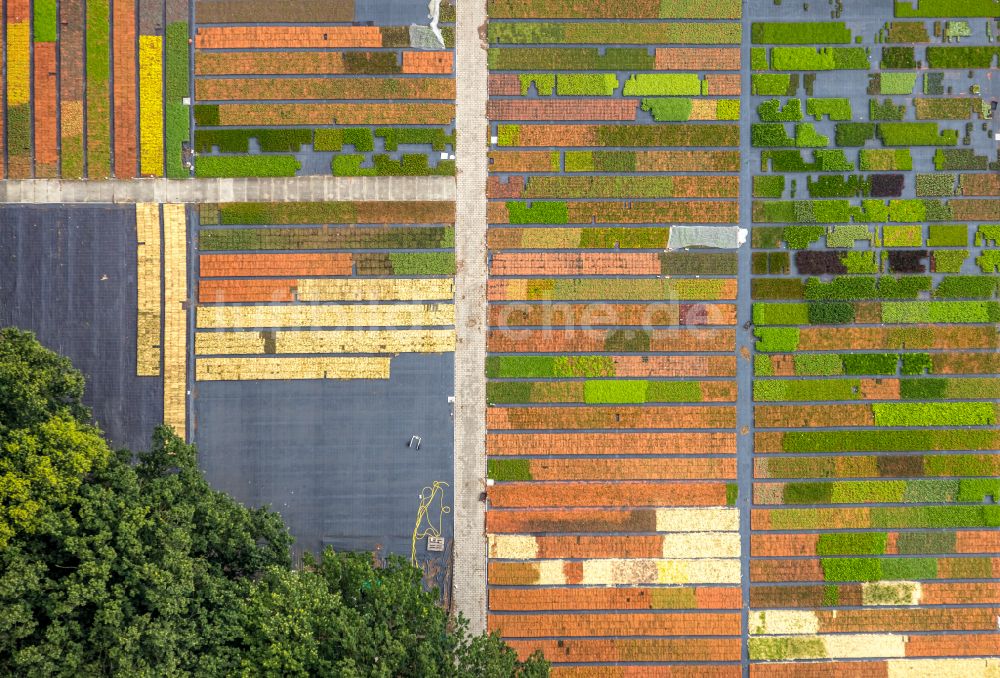 Luftbild Bottrop - Bunte Beet- Reihen auf einem Feld zur Blumenzucht Stauden Köester in Bottrop im Bundesland Nordrhein-Westfalen, Deutschland