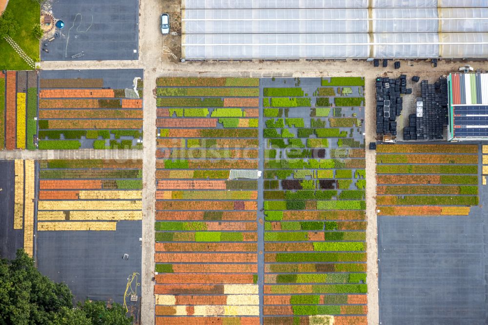 Luftaufnahme Bottrop - Bunte Beet- Reihen auf einem Feld zur Blumenzucht Stauden Köester in Bottrop im Bundesland Nordrhein-Westfalen, Deutschland