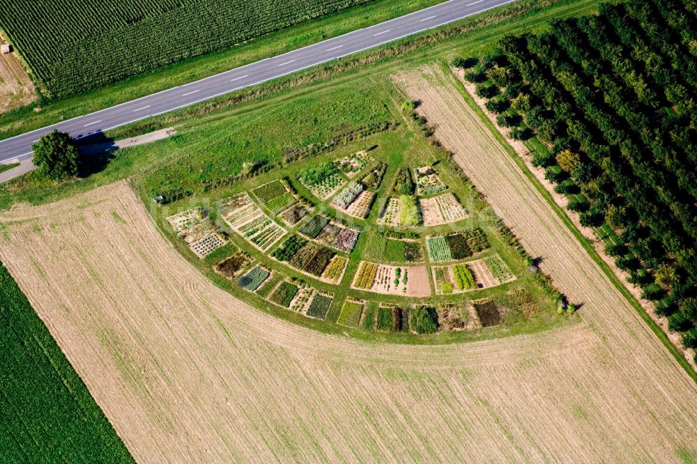 Luftbild Hochstadt (Pfalz) - Bunte Gemüsebeete in Fächerform auf landwirtschaftlichen Feldern in Hochstadt (Pfalz) im Bundesland Rheinland-Pfalz