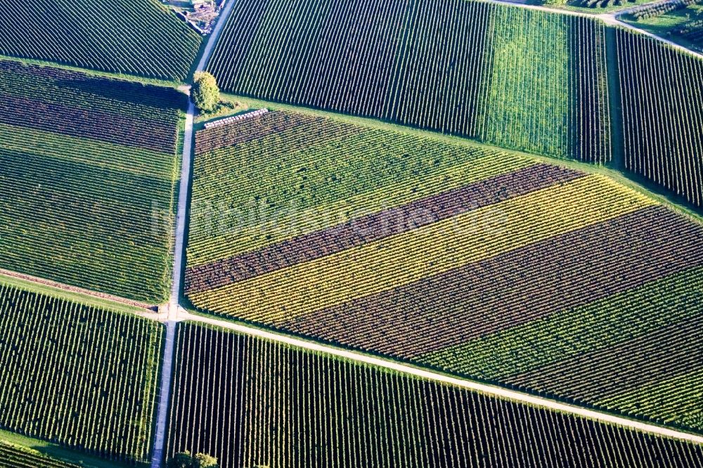 Luftbild Göcklingen - Bunte Weinberge in Göcklingen im Bundesland Rheinland-Pfalz