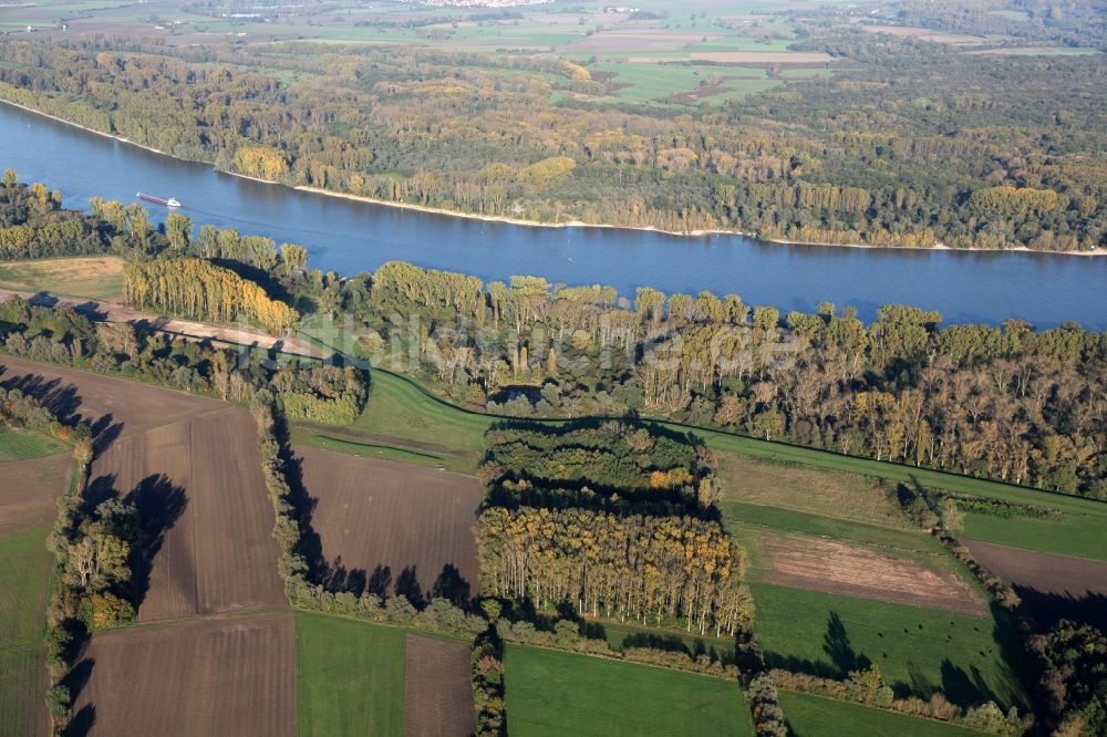 Luftbild Dienheim - Deich- Ausbau bei Dienheim im Bundesland Rheinland-Pfalz