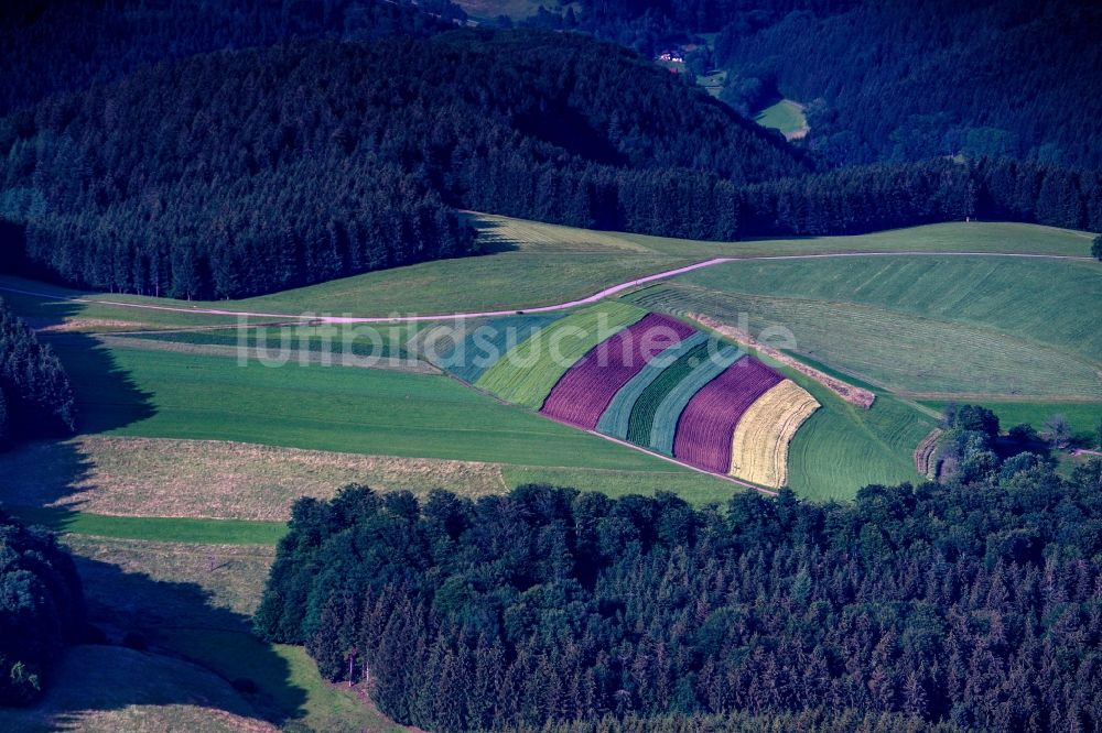 Luftbild Gutach im Breisgau - Dorf - Ansicht am Rande von Feldern in Gutach im Breisgau im Bundesland Baden-Württemberg, Deutschland