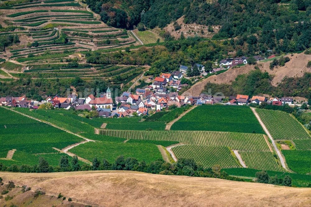 Schelingen von oben - Dorf - Ansicht am Rande von Feldern in Schelingen im Bundesland Baden-Württemberg, Deutschland