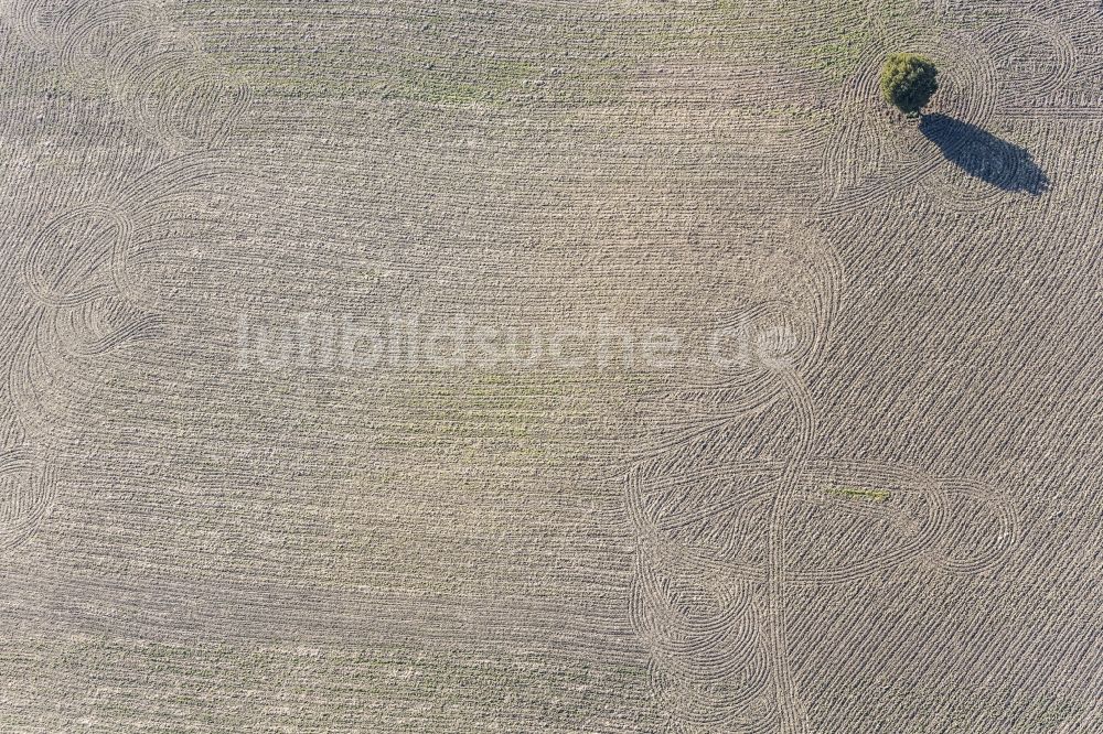 Luftaufnahme Wurmsham - Einsamer Baum auf einem Feld bei Seifriedswörth in Wurmsham im Bundesland Bayern