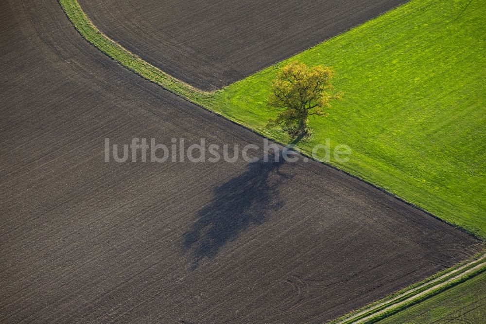 Luftbild Rüthen - Einzelner Baum mit goldenem Herbstlaub wirft einen langen Schatten auf ein abgeerntetes Feld im Bundesland Nordrhein-Westfalen