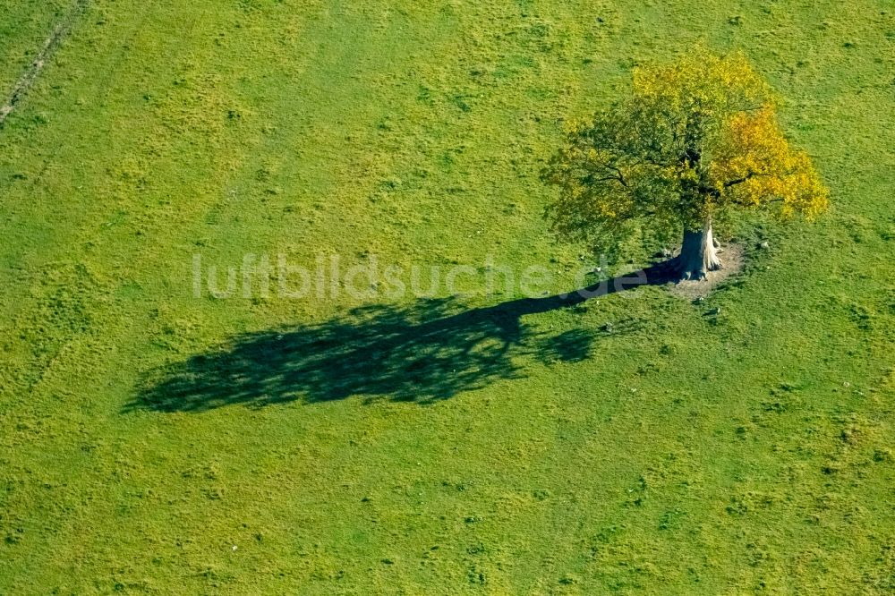 Luftaufnahme Meschede - Einzelner, verlassener Baum in Meschede im Bundesland Nordrhein-Westfalen