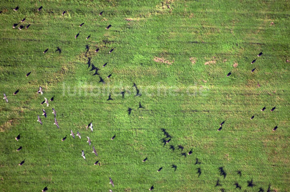 Wittenberge aus der Vogelperspektive: Elbwiese mit Graureiher