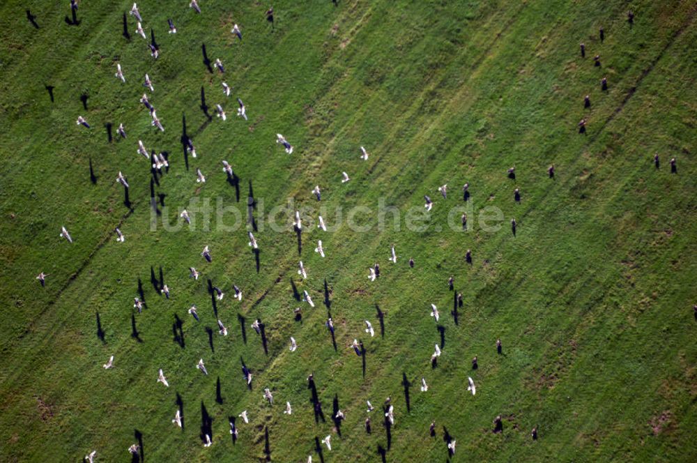 Luftaufnahme Wittenberge - Elbwiese mit Graureiher