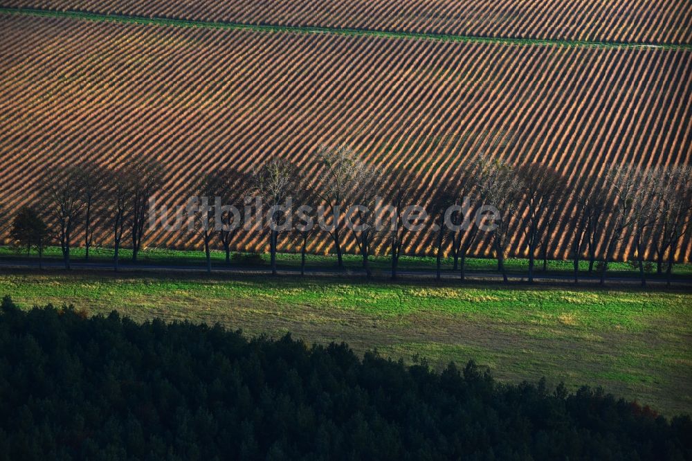 Luftbild Großwoltersdorf - Entlaubte Baumreihen an einem Feldrand bei Großwoltersdorf im Bundesland Brandenburg