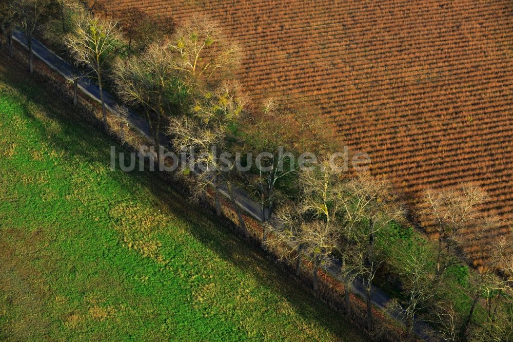 Luftbild Großwoltersdorf - Entlaubte Baumreihen an einem Feldrand bei Großwoltersdorf im Bundesland Brandenburg