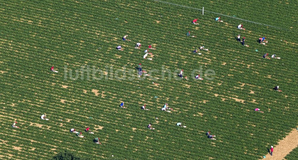 Hamm aus der Vogelperspektive: Erdbeer - Ernte auf Feld - Reihen bei Hamm im Bundesland Nordrhein-Westfalen