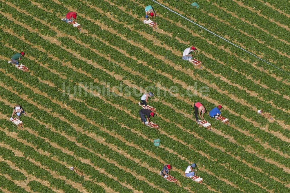 Luftaufnahme Hamm - Erdbeer - Ernte auf Feld - Reihen bei Hamm im Bundesland Nordrhein-Westfalen