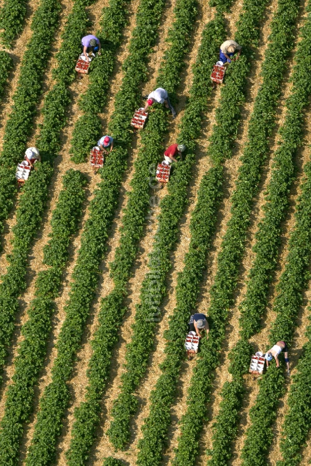 Hamm aus der Vogelperspektive: Erdbeer - Ernte auf Feld - Reihen bei Hamm im Bundesland Nordrhein-Westfalen