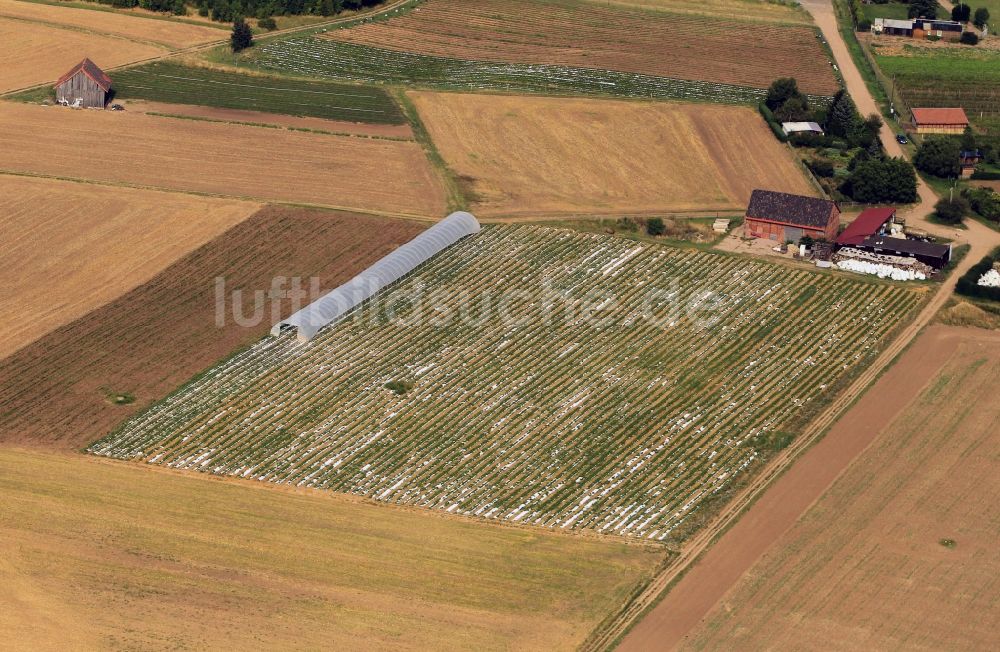 Bischleben aus der Vogelperspektive: Erdbeerfeld bei Bischleben in Erfurt in Thüringen