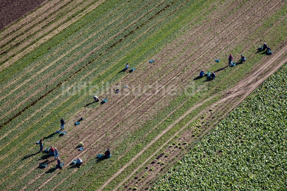 Kandel aus der Vogelperspektive: Ernteeinsatz auf landwirtschaftlichen Feldern in Kandel im Bundesland Rheinland-Pfalz