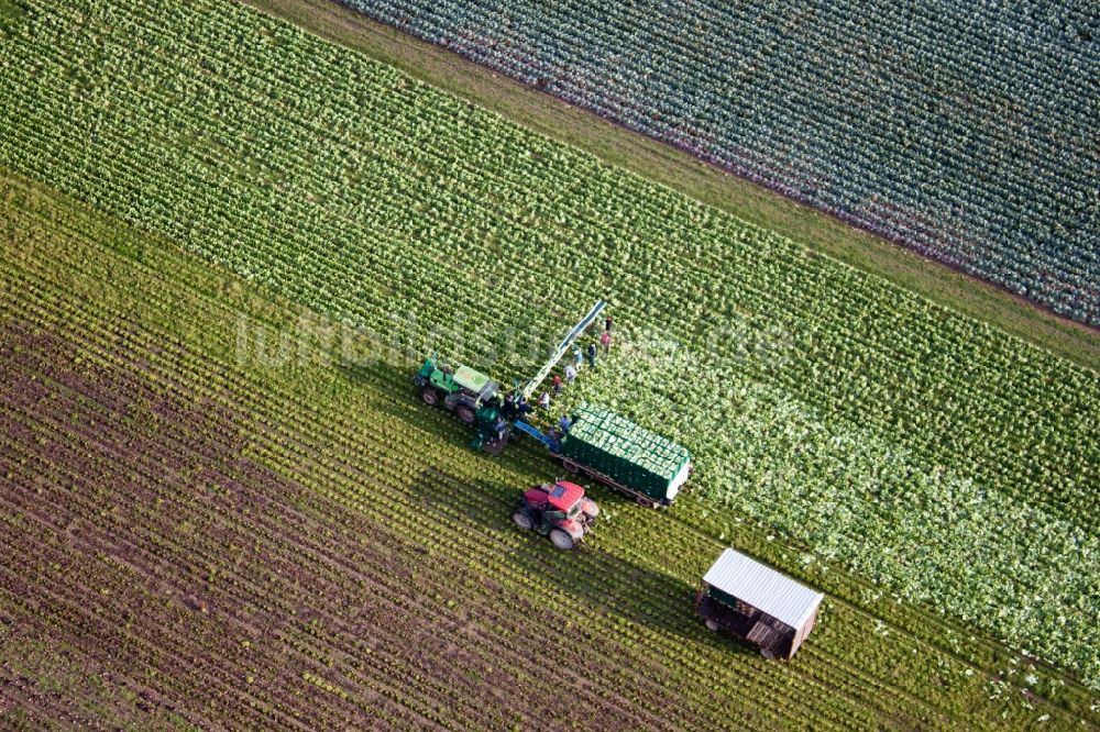 Luftbild Kandel - Ernteeinsatz auf landwirtschaftlichen Feldern in Kandel im Bundesland Rheinland-Pfalz