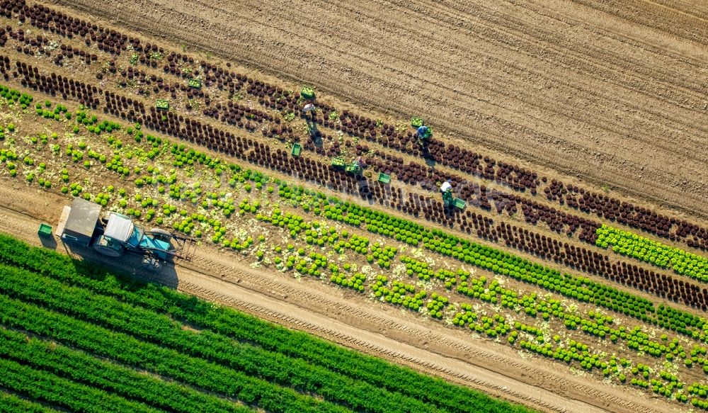 Luftbild Löhne - Ernteeinsatz auf landwirtschaftlichen Feldern in Löhne im Bundesland Nordrhein-Westfalen