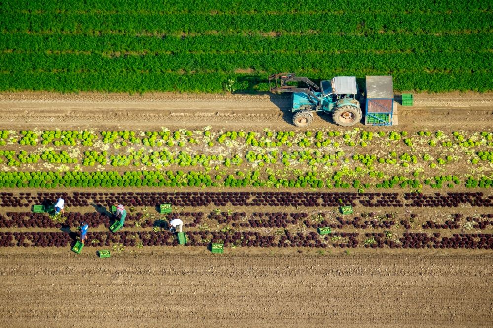 Luftaufnahme Löhne - Ernteeinsatz auf landwirtschaftlichen Feldern in Löhne im Bundesland Nordrhein-Westfalen