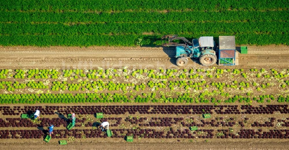 Löhne aus der Vogelperspektive: Ernteeinsatz auf landwirtschaftlichen Feldern in Löhne im Bundesland Nordrhein-Westfalen